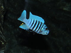 Metriaclima Fainzilberi maison reef F2 samiec okolo 7cm