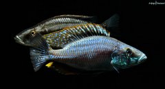 Dimidiochromis Compressiceps f1