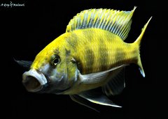 Nimbochromis Venustus f1