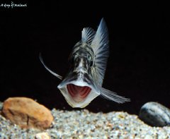 Aristochromis Christyi f1