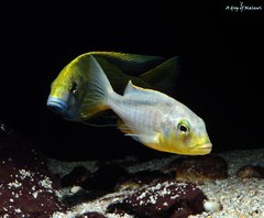 Młody Buccochromis Rhoadesii Yellow i samiec Nimbochromis Venustus