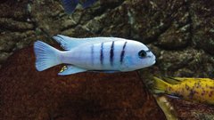 Cynotilapia sp. hara Gallireya Reef - samiec