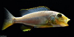 Buccochromis Rhoadesii Yellow f1