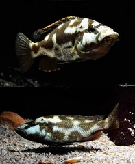 Nimbochromis Livingstonii WF