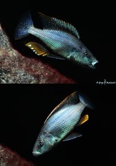 Dimidiochromis Compressiceps f1