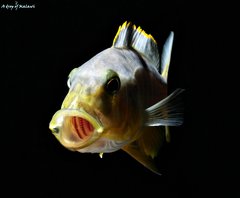 Buccochromis Rhoadesii Yellow f1