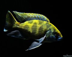 Nimbochromis Venustus f1