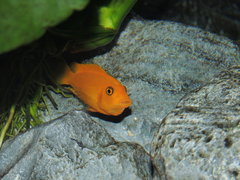 Metriaclima estherae super red minos reef samica ok. 6-7cm