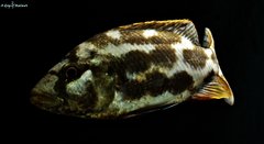 Nimbochromis Livingstonii