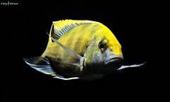 Więcej informacji o „Nimbochromis Venustus f1”