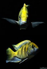 Więcej informacji o „Nimbochromis Venustus”