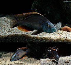 Dimidiochromis Compressiceps