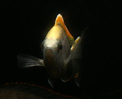 Copadichromis sp. "fire-crest mloto"