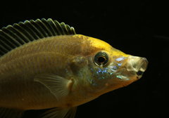 Copadichromis sp."virginalis yellow crest"