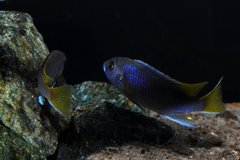 JM 18 - Pseudotropheus acei Luwala Reef