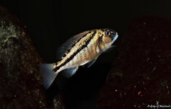 Aristochromis Christyi f1