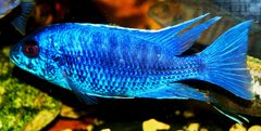 Sciaenochromis fryieri iceberg