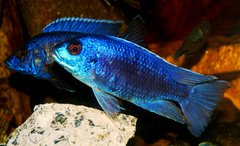 Sciaenochromis fryieri iceberg