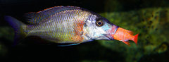 Więcej informacji o „Dimidiochromis Strigatus”