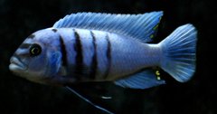 Więcej informacji o „Cynotilapia sp.hara Gallireya Reef”
