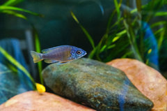 Copadichromis borleyi "Kadango"