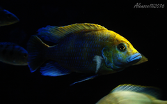 Nimbichromis venustus, male.