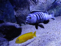 Pseudotropheus Saulosi-samiec i samica