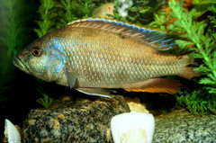 Nimbochromis livingstonii