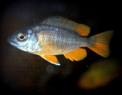 Copadichromis Borleyi Kadango