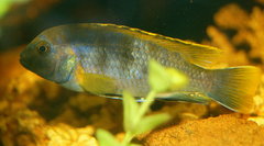 Labidochromis sp. Mbamba