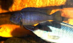 Chindongo (Pseudotropheus) Elongatus Mbenji