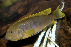 Labidochromis sp. Mbamba