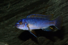 Labeotropheus Trevawasae