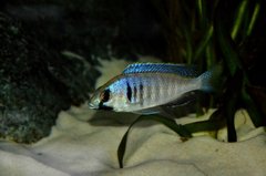 Placidochromis electra