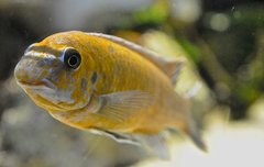 Labeotropheus Trewavasae lions cove