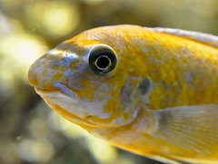 Labeotropheus Trewavasae lions cove