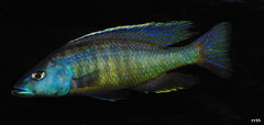 Więcej informacji o „mylochromis gracilis”