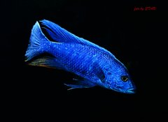 Sciaenochromis fryeri