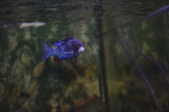 Placidochromis Phenochilus Mdoka white lips