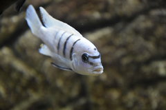 Cynotilapia sp hara Gallireya Reef