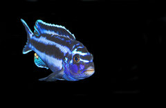 Pseudotropheus Cyaneorhabdos Maingano a stara nawzwa to Melanochromis Cyaneorhabdos Maingano