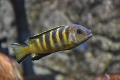 Metriaclima so. elongatus chailosi Chitande