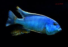 Więcej informacji o „Buccochromis atritaeniatus - jest Mdoczka , nie ma Mdoczki”