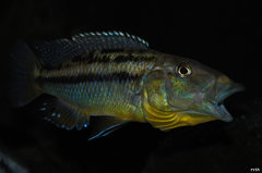 tyrannochromis macrostoma (maculiceps) mbenji WF