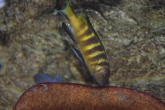 Metriaclima sp. elongatus chailosi Chitande