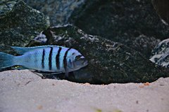 Cynotilapia Hara Gallireya Reef F1