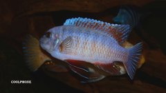 Labeotropheus Fuelleborni Thumbi West