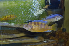 DSC-0503.JPG