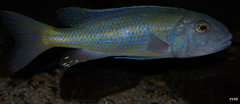 Więcej informacji o „buccochromis lepturus”