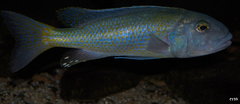 buccochromis lepturus